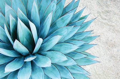 Agave Plant