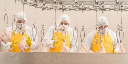 Workers hanging chickens on a poultry processing line.
