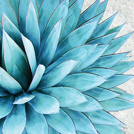 Tequila: a good source for a cleaner kitchen. 