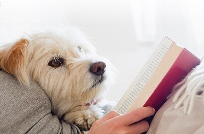 dog enjoying a warm house because of 3M window film Thinsulate windows
