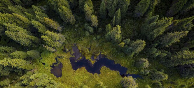 Aerial view of a dense evergreen forest surrounding a dark, marshy pond with bright green vegetation along the water’s edge.
